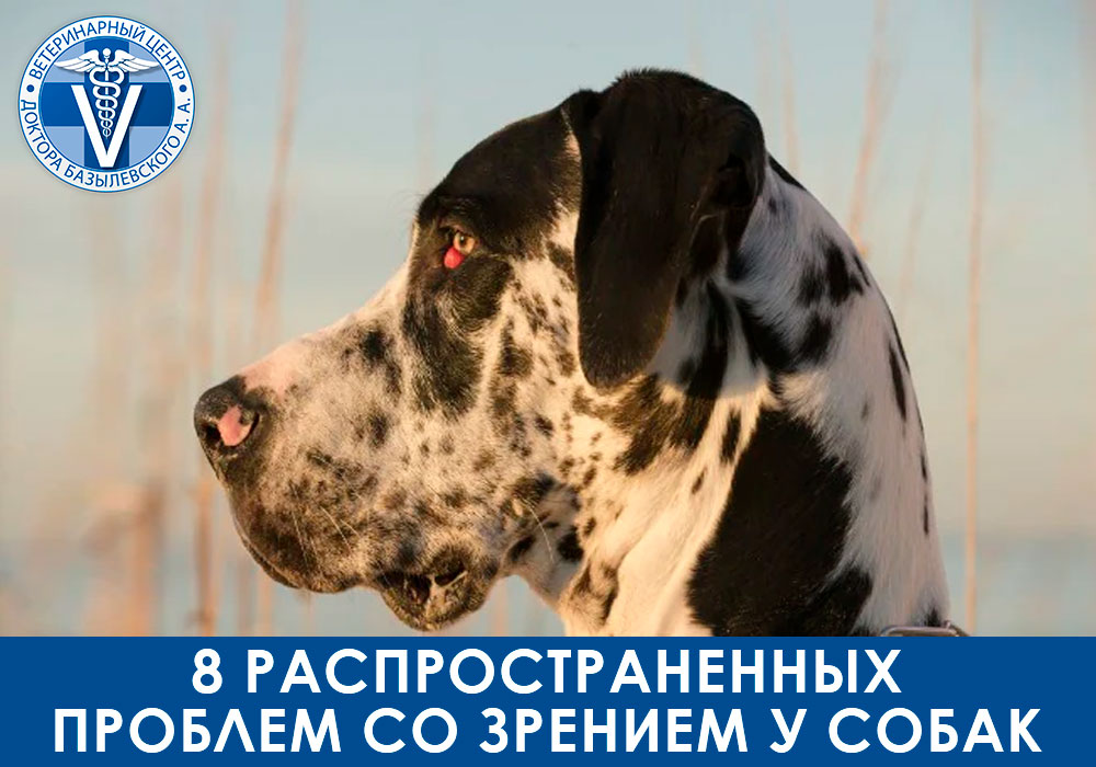 8 распространенных проблем со зрением у собак