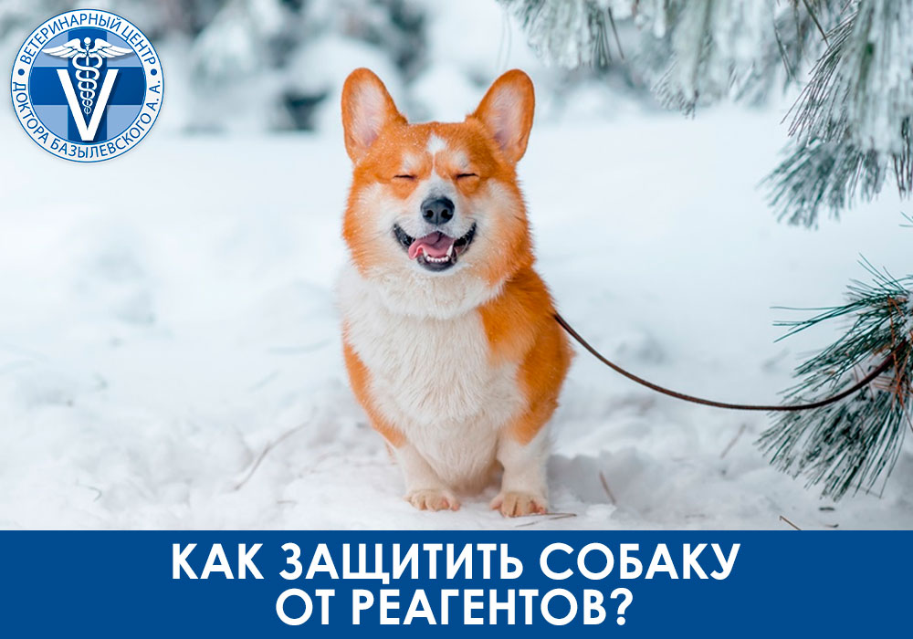 Как защитить собаку от реагентов?