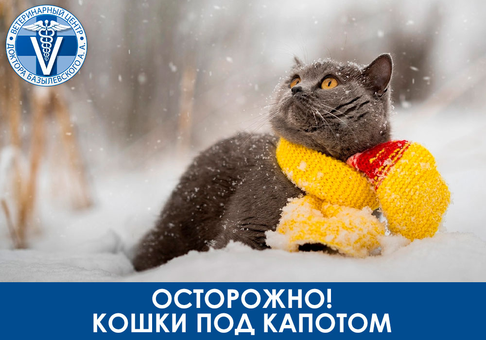 Осторожно, кошки под капотом