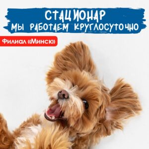 kruglosutochnyy-stacionar-dlya-zhivotnyh