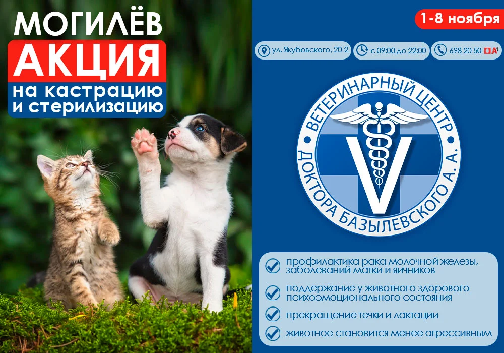 Котёнок и щенок