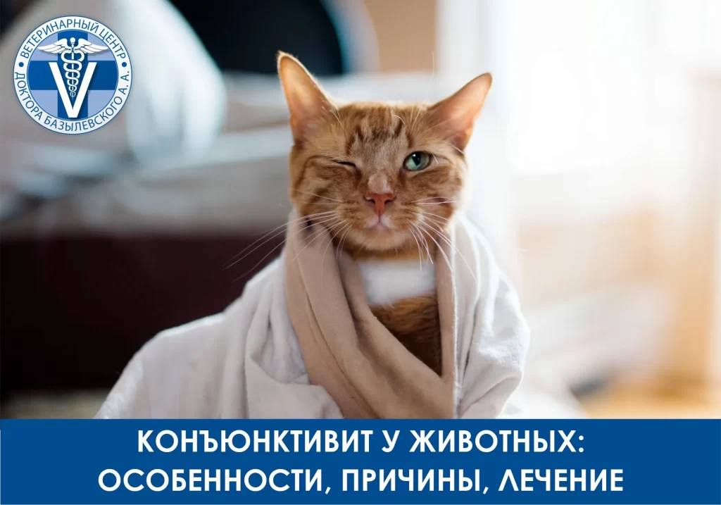 Конъюнктивит у животных