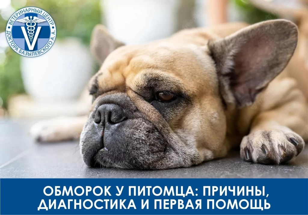 Обморок у питомца: причины, диагностика и первая помощь