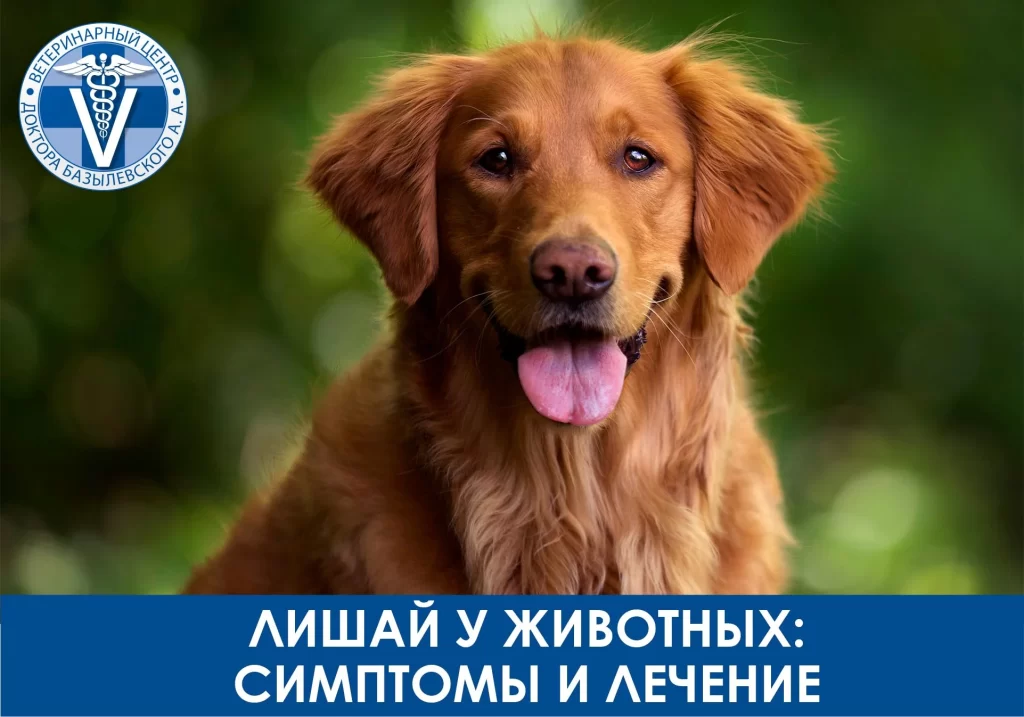 Lishay_U_Zhivotnykh_Kopia