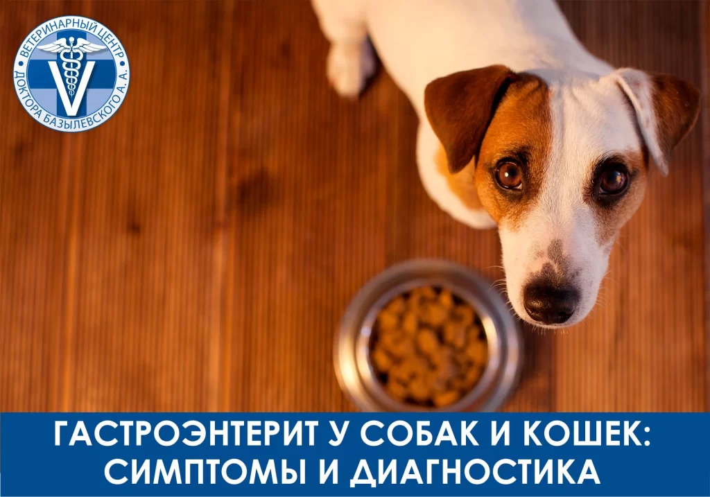 Гастроэнтерит у собак и кошек