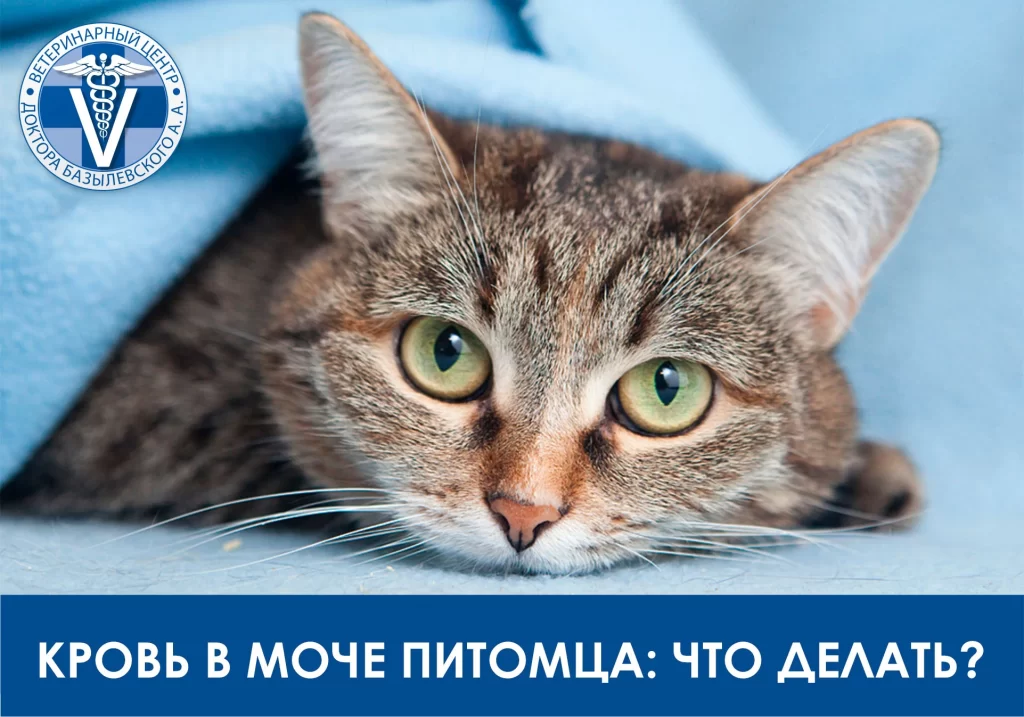 Кровь в моче питомца: что делать?