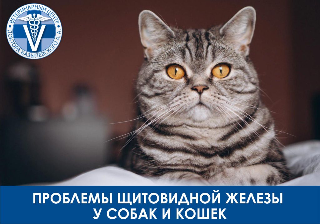 Проблемы щитовидной железы у животных