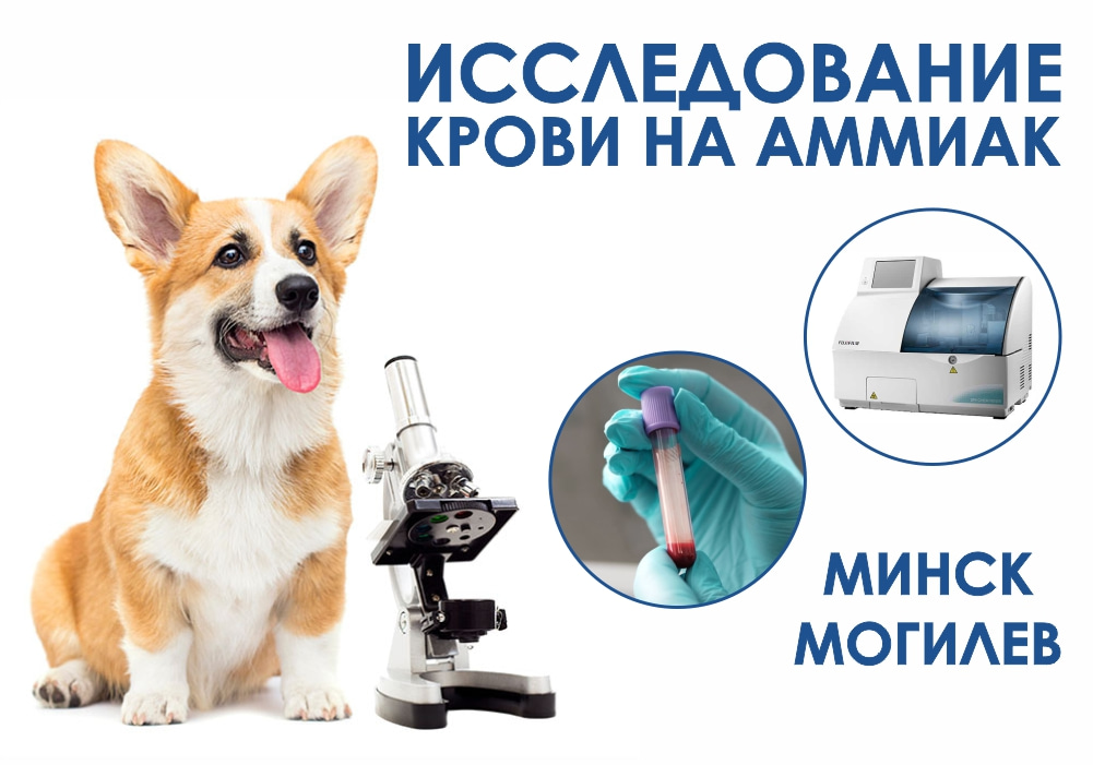 Исследование крови на аммиак