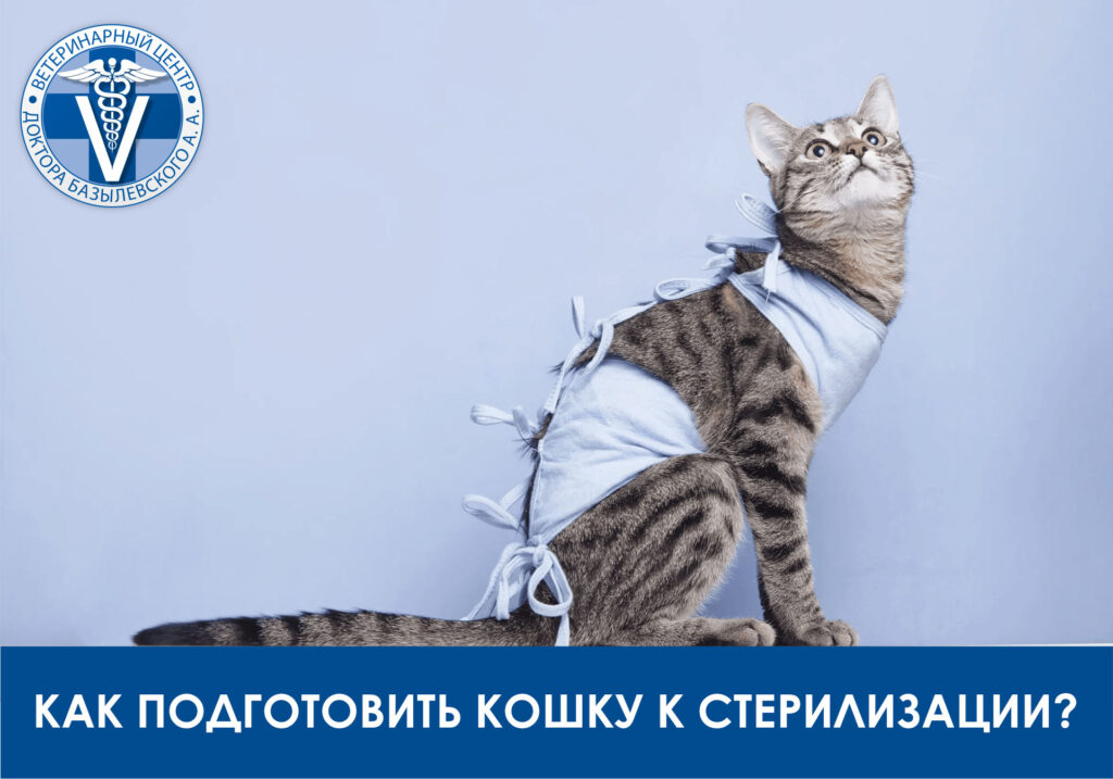 Как подготовить кошку к стерилизации?