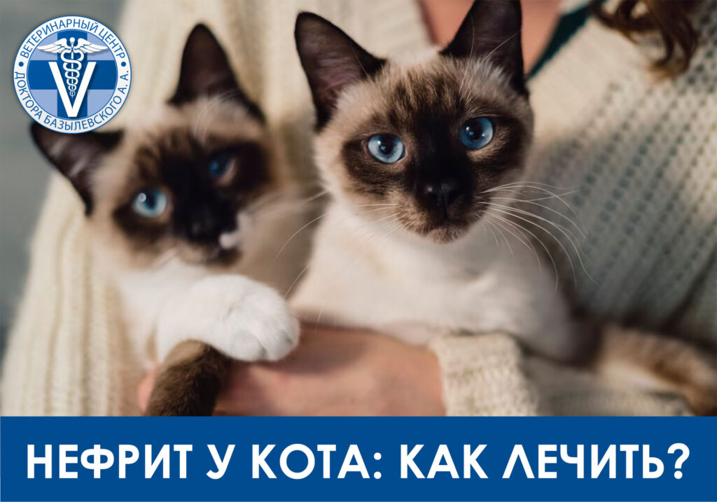 Нефрит у кота