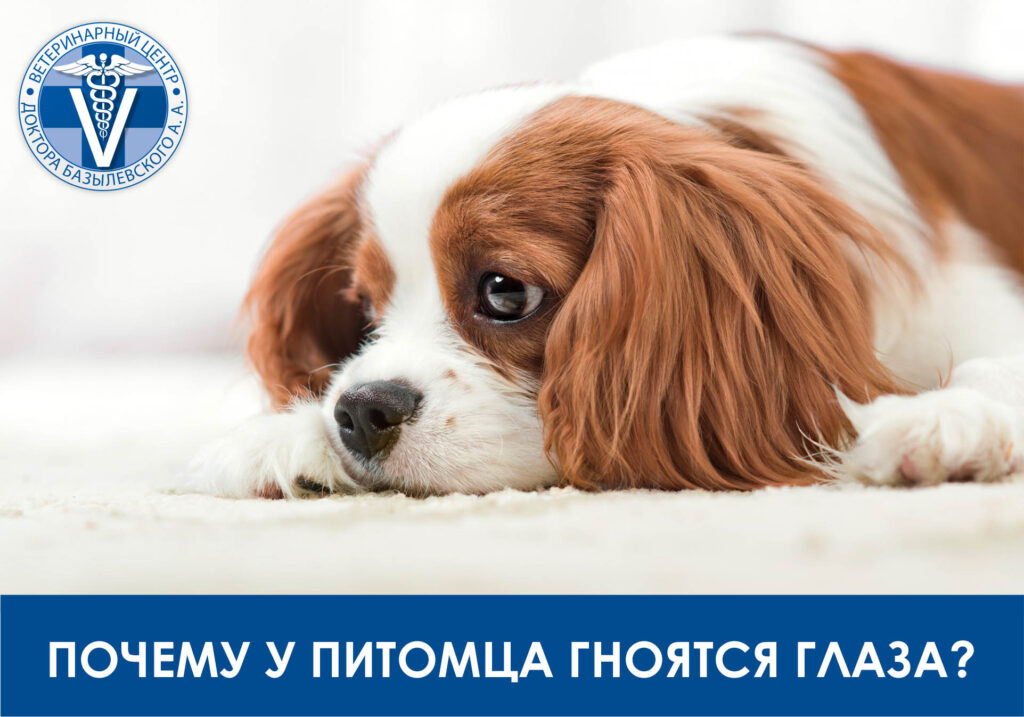 Почему у питомца гноятся глаза?