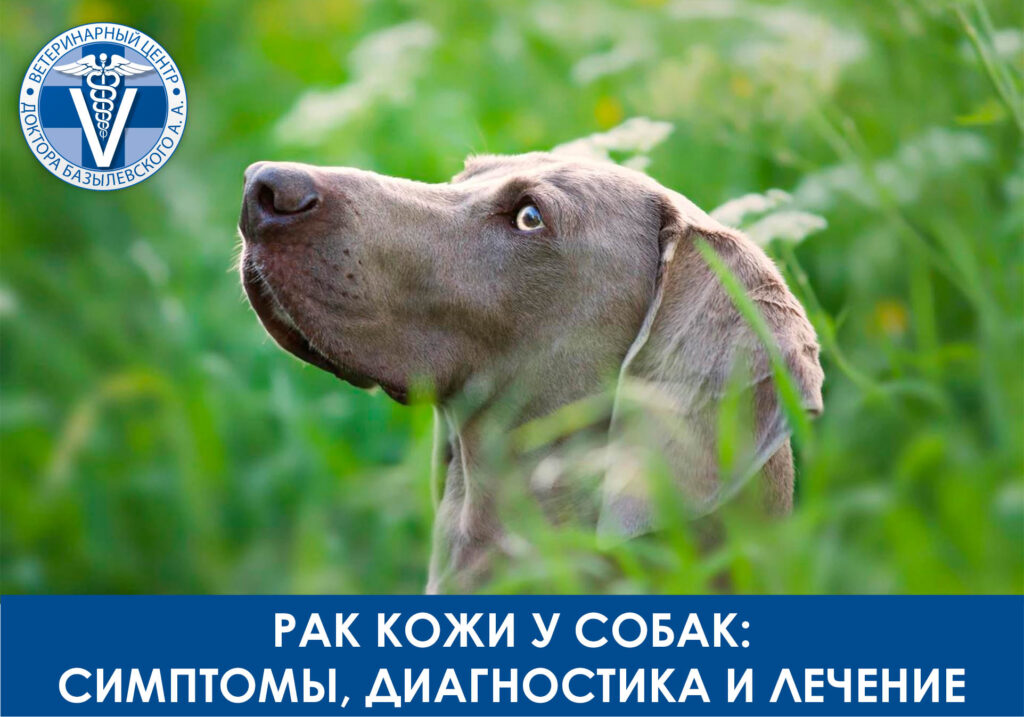 Рак кожи у собак