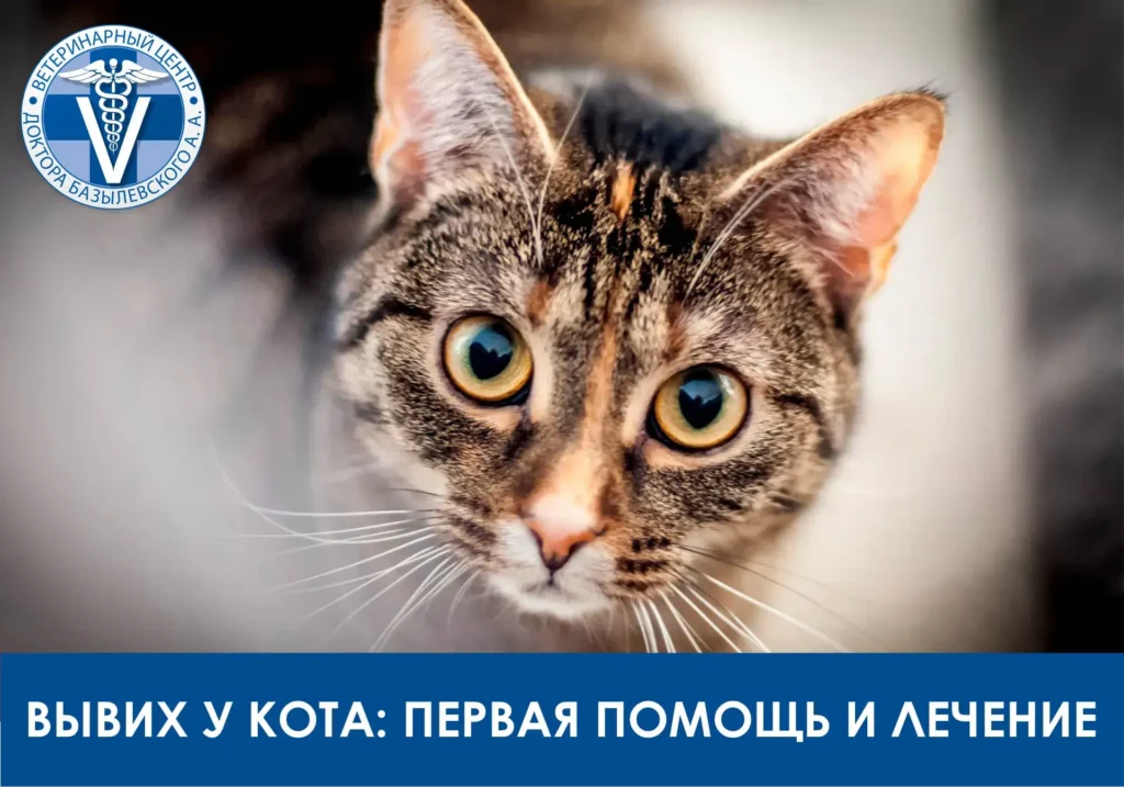 вывих у кота и кошки