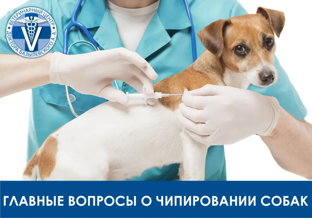 чипирование собак