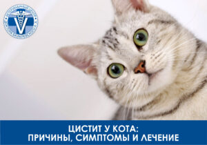 Цистит у кота: причины, симптомы и лечение