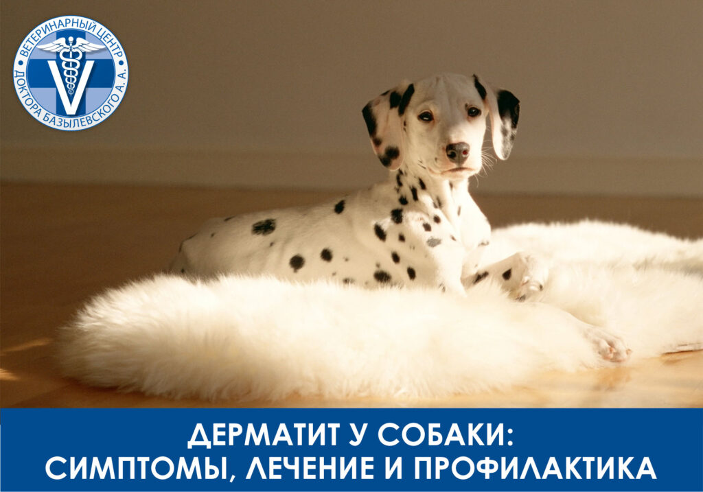 дерматит у собак