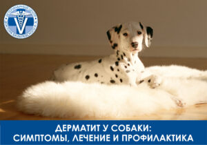 Дерматит у собаки: симптомы, лечение и профилактика