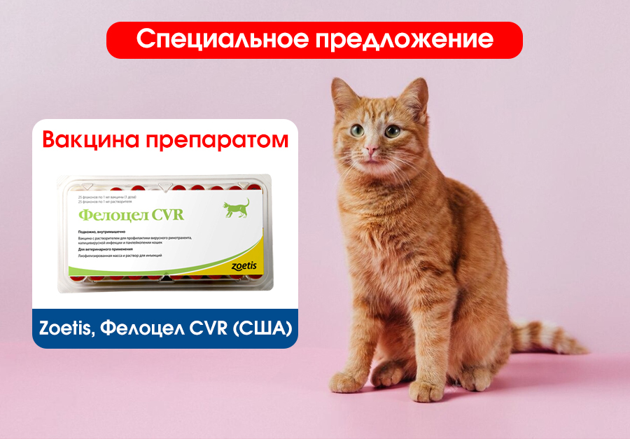 Вакцина Фелоцел