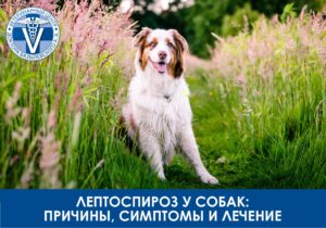 Лептоспироз у собак: причины, симптомы и лечение