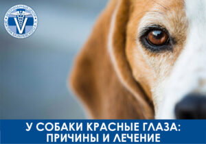 У собаки красные глаза: причины и лечение