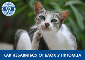 Как избавиться от блох у питомца