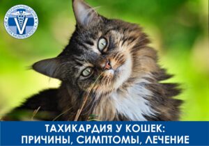 Тахикардия у кошек: причины, симптомы, лечение