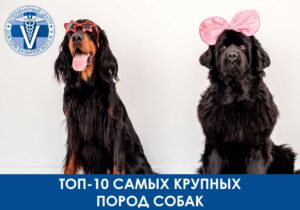 Большие породы собак