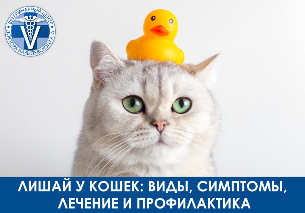 Лишай у кошек и котов
