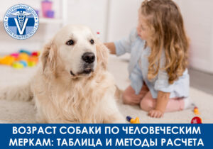 Возраст собаки по меркам человеческой жизни: таблица и формула расчета