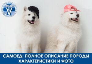 Самоед: описание породы собак