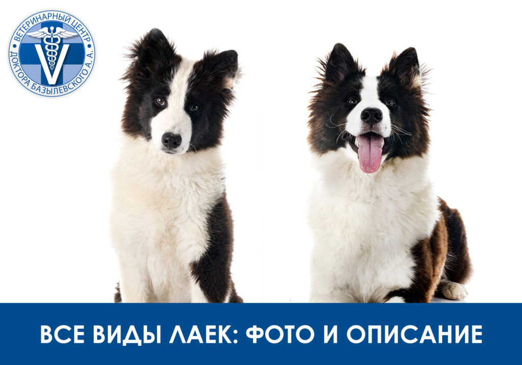Все виды лаек: фото и описание