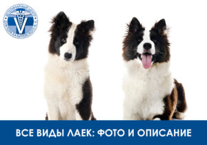 Все виды лаек: фото и описание