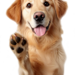 dog-150x150 Заголовок услуги