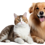 dog4-150x150 Заголовок услуги